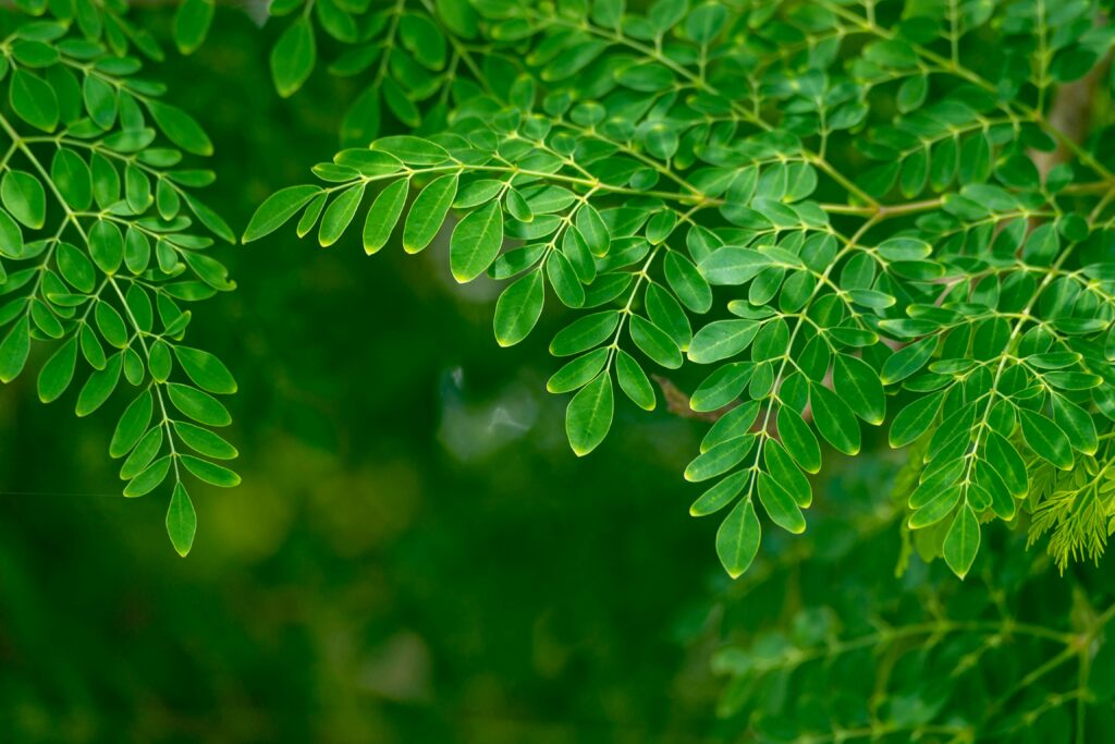 Close-up of vibrant green moringa leaves with a blurred botanical background.